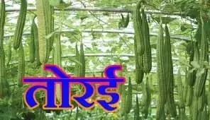   तोरई के बारे मे कुछ बाते जो आपको हैरान कर देगी,ध्यान से सुनिए !