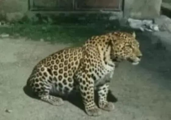 लखनऊ में तेंदुए का आतंक , रेस्क्यू ऑपरेशन के दौरान दिखा सालेह नगर में तेंदुआ

