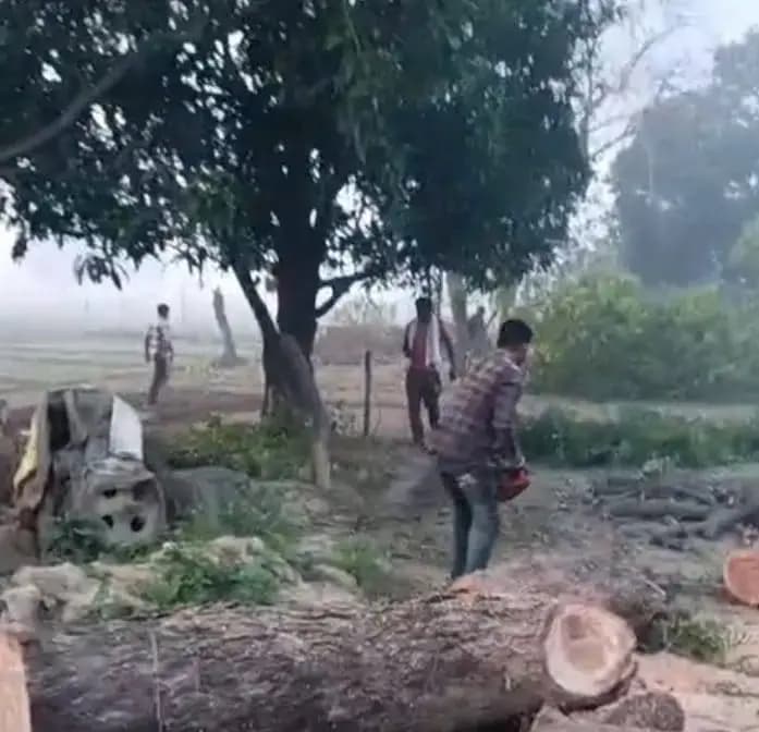 गुडंबा क्षेत्र में पर्यावरण पर ग्रहण बनकर बैठे लकड़ी के ठेकेदार,प्राकृतिक का कर रहे नुकसान 
