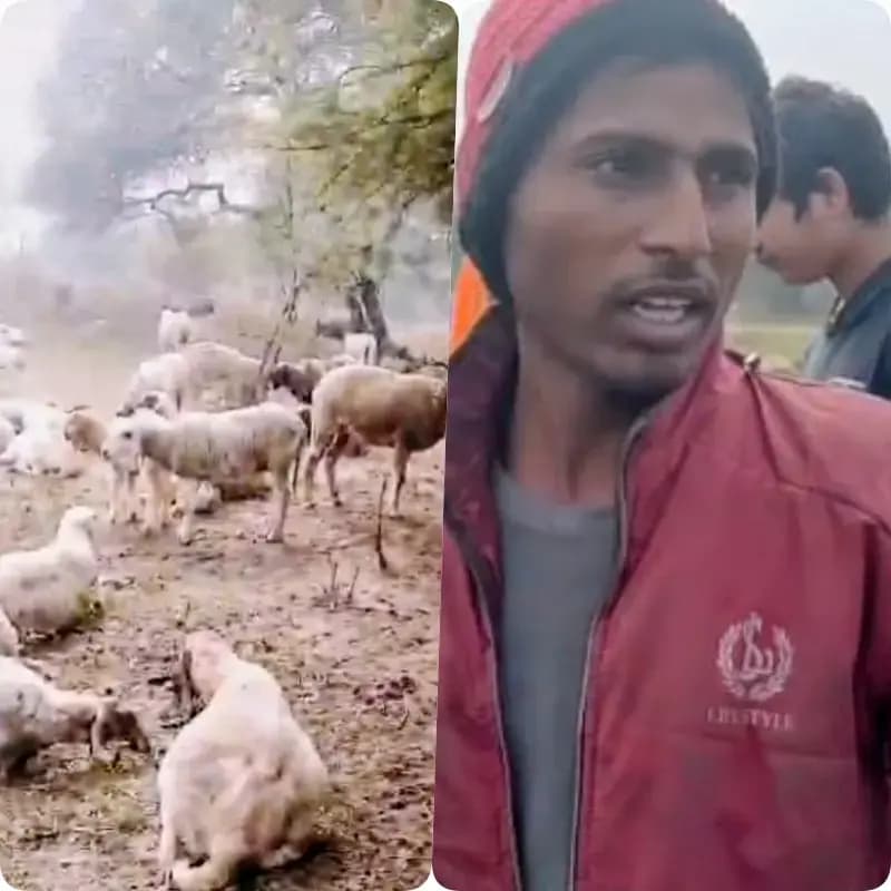लखनऊ के सरोजनीनगर इलाके में राष्ट्रीय प्रेरणा स्थल के पास  बड़ी संख्या में भेड़ों की मौत