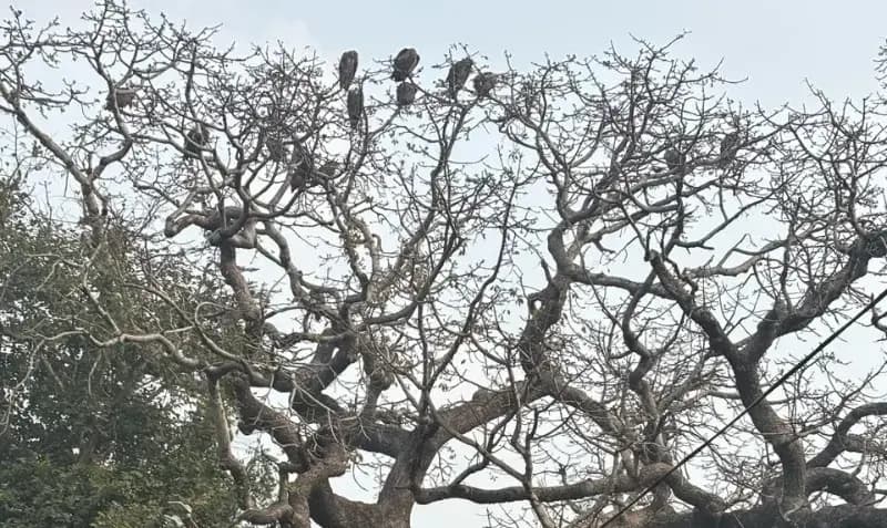 लखनऊ के बख्शी का तालाब क्षेत्र में देखे गए विलुप्त प्रजाति के 18 गिद्ध 