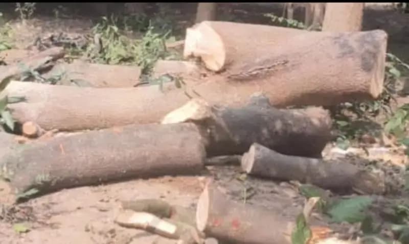 कोटवा में लकड़ी माफिया का तांडव, प्रतिबंधित नीम–गूलर पर दिनदहाड़े आरा, प्रशासन बना मूकदर्शक                                          
                                                                         