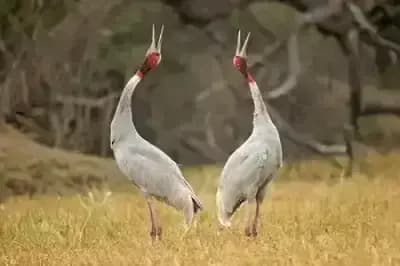 मैनपुरी और इटावा में विकसित होगा सारस सर्किट, सारस संरक्षण के साथ इको टूरिज्म को बढ़ावा 
