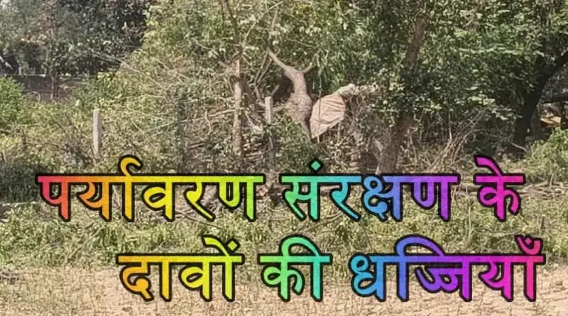 खाकी और खादी के साये में 'हरियाली' का कत्ल? बेखौफ लकड़ी माफिया ने उजाड़ा बाग