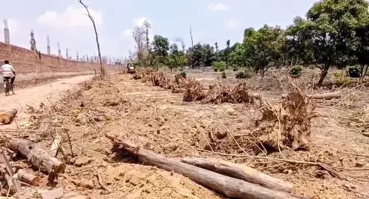 बीकेटी में हरियाली पर 'खूनी' आरा, वन दरोगा के बयानों में उलझा सागौन का अवैध कटान