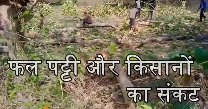  हरियाली पर 'लकड़ी माफिया' का कहर: फल पट्टी क्षेत्रों में उजड़ रहे आम के बाग