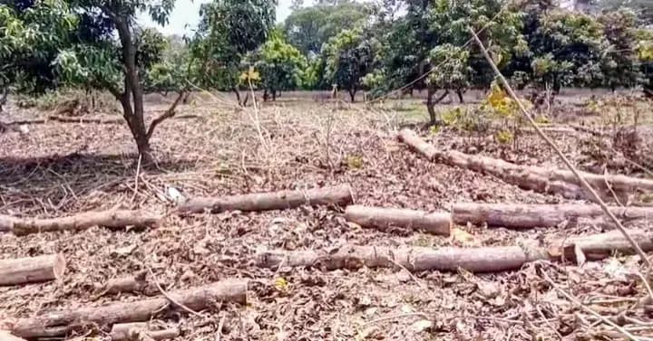  काकोरी में रक्षक ही बने भक्षक! 'एक पेड़ माँ के नाम' अभियान को ठेंगा दिखा रहे बेखौफ लकड़कट्टे