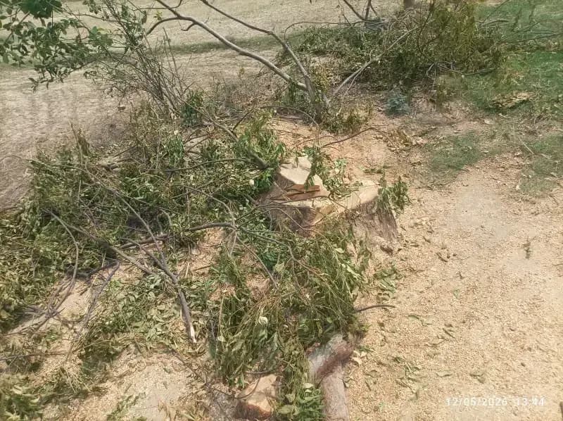 बख्शी का तालाब में वन विभाग की मिलीभगत से कट रहे नीम, आम और सागौन के हरे पेड़
