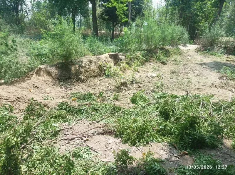 बीकेटी के खंतारी गांव में बिना परमिट काट डाले 12 हरे पेड़, ग्रामीणों में भारी आक्रोश