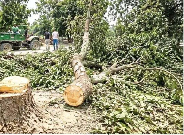 लखनऊ में फर्जी शासनादेश के नाम पर आम के बागों पर चला आरा, ग्रामीणों ने वन मंत्री से लगाई गुहार