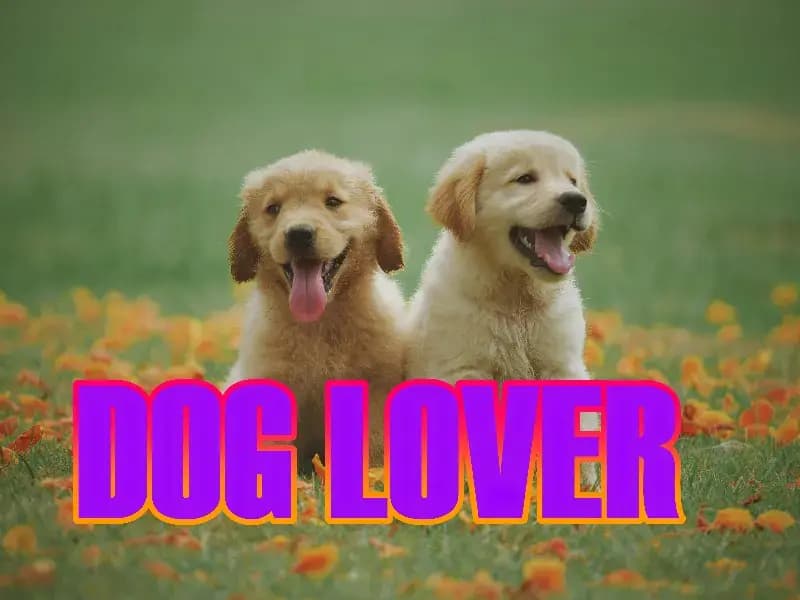 कुत्तो को घर में पालना आखिर क्यों होता है लाभदायक,वजह सुनकर खुद को रोका नही जाएगा