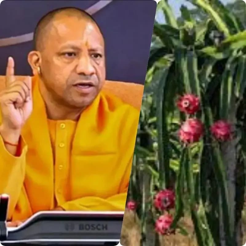 एक बार का इन्वेस्टमेंट और 20 साल तक कमाई कराएगा ड्रैगन फ्रूट- मुख्यमंत्री योगी आदित्यनाथ
