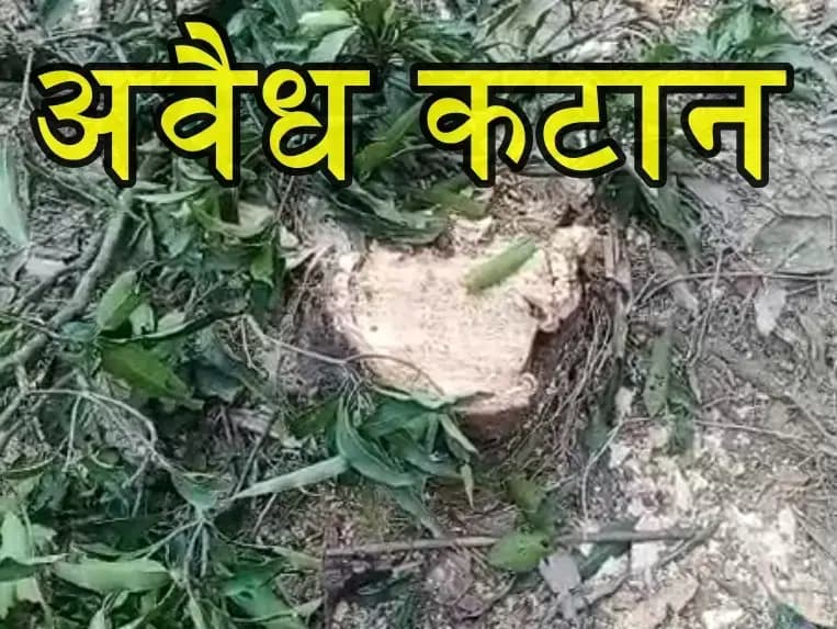 लखनऊ के मलिहाबाद क्षेत्र में अवैध कटान से हरियाली हुई नष्ट,प्रशासन पर उठे सवाल