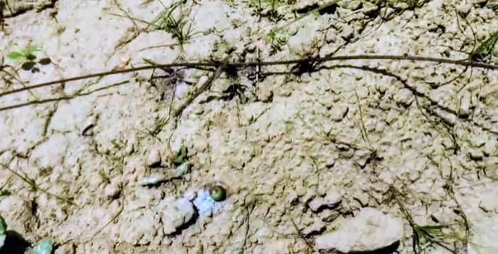 लखनऊ के काकोरी क्षेत्र में शॉर्ट सर्किट का तांडव,तीन बीघा गेहूं की फसल जलकर राख