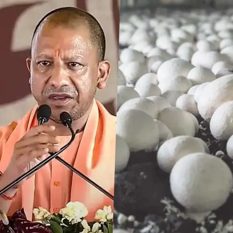 योगी सरकार संवार रही ग्रामीण महिलाओं का जीवन, मशरूम उत्पादन से 10 लाख तक कमाई