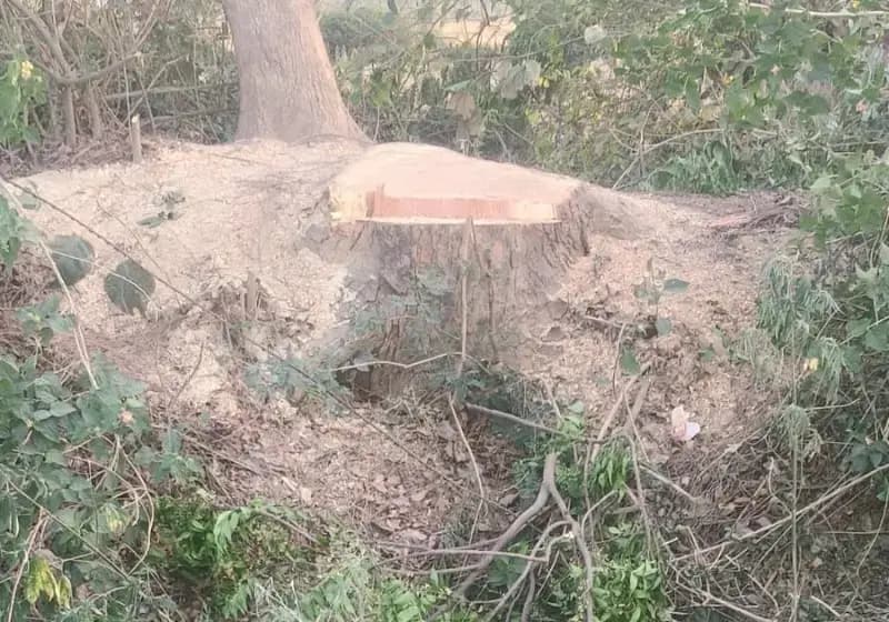 वन विभाग के अधिकारियों की उदासीनता के चलते काटे जा रहे नीम के औषधीय पेड़